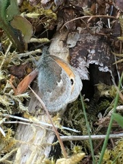 Coenonympha pamphilus