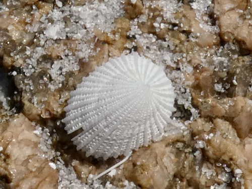 Emarginula observed 2026-09-27