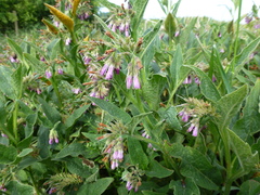 Symphytum × uplandicum