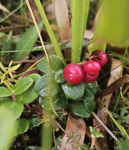 Lingonberry