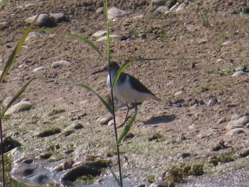 Common Sandpiper