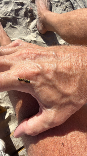 Field digger wasp