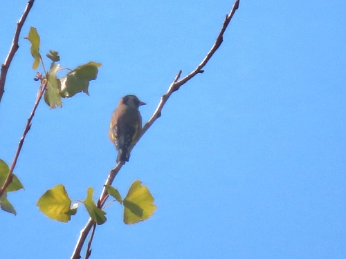 European Goldfinch