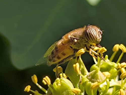 Stripe-eyed Lagoon Fly
