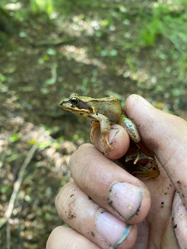 European Common Frog