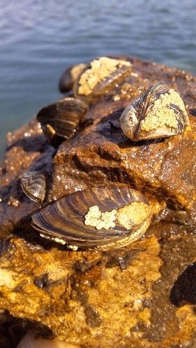 Zebra Mussel