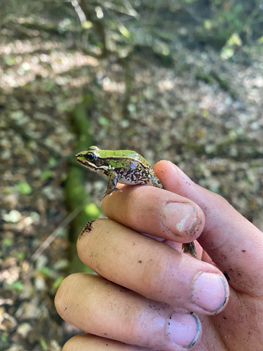 Edible Frog