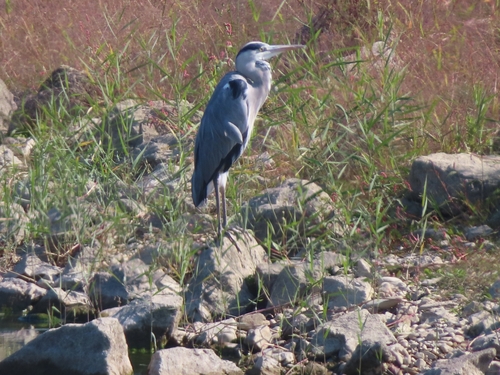 Grey Heron