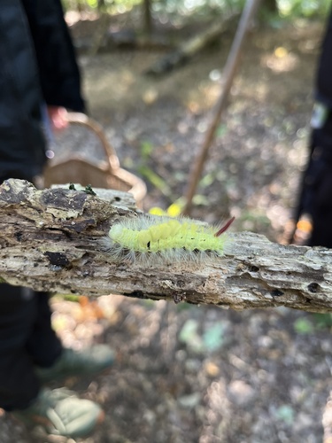 Pale Tussock Moth
