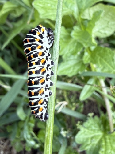 Old World Swallowtail