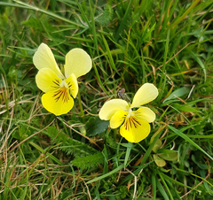 Viola lutea