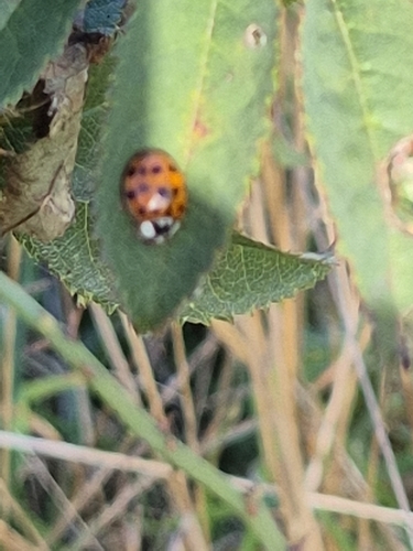 Asian Lady Beetle