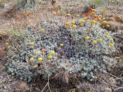 Eriogonum douglasii