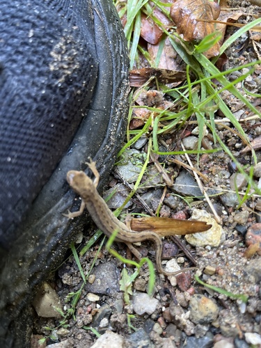 Smooth Newt