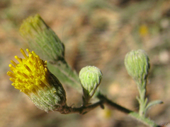 Erigeron inornatus