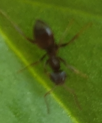 Lasius niger