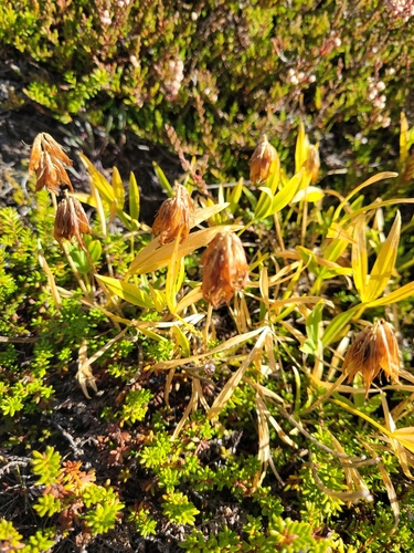 Alpine Clover