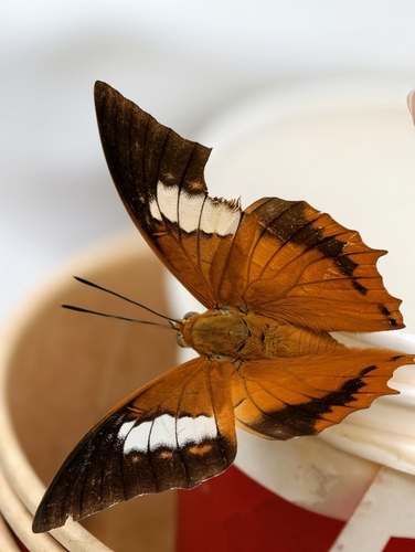 Tawny Rajah