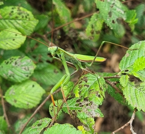 European Mantis