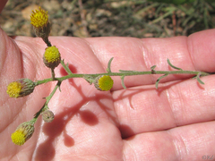 Erigeron inornatus