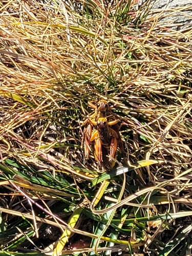 Common Mountain Grasshopper