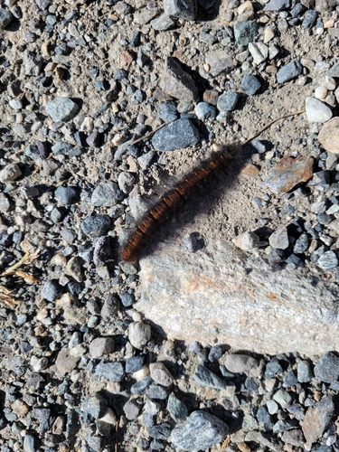 Fox Moth