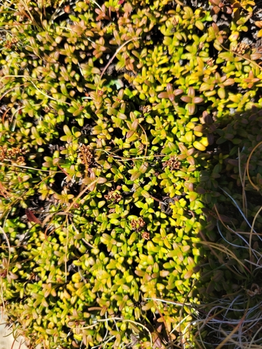 alpine azalea