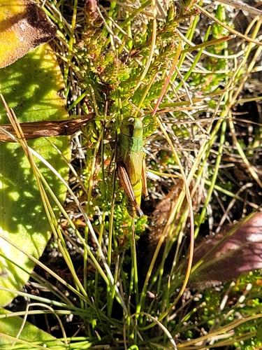 Meadow Grasshopper