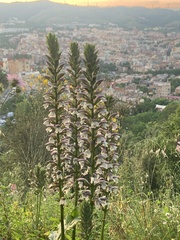 Acanthus mollis