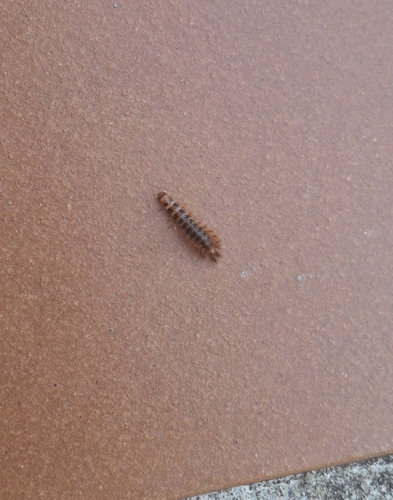 Drilus flavescens