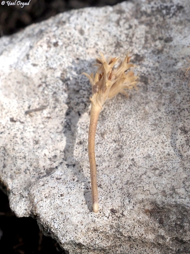 Trifolium scabrum observed 2026-09-22