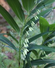 Polygonatum falcatum
