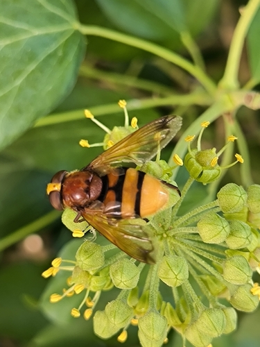 Hornet Mimic Hover Fly