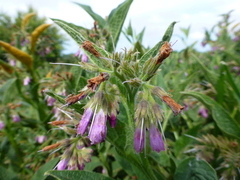 Symphytum × uplandicum