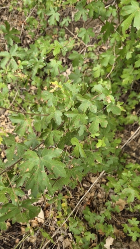 field maple