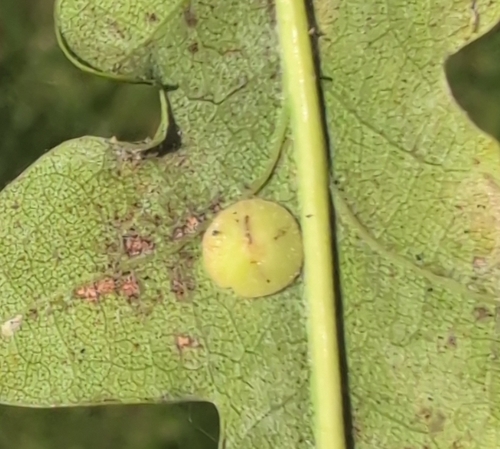 Smooth Spangle Gall Wasp