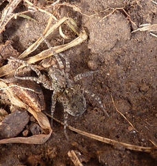 Paratrochosina amica