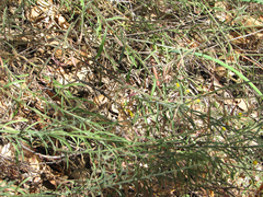 Erigeron inornatus