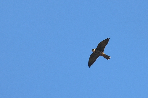 Eurasian Hobby
