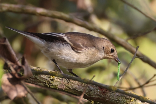 European Pied Flycatcher