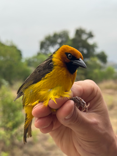 iNaturalist image