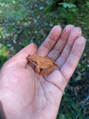 Agile Frog