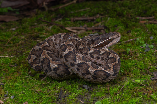 Short-tailed Mamushi
