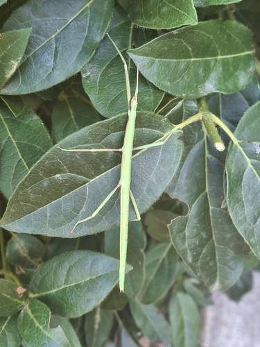 Mediterranean stick insect