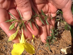 Oenothera heterophylla