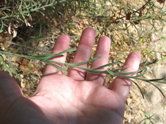 Erigeron inornatus