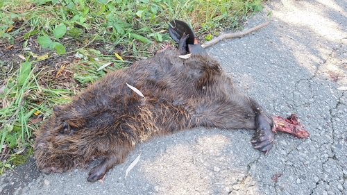 Eurasian Beaver