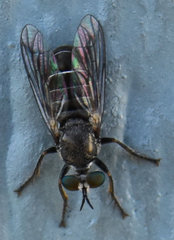 Atomosia melanopogon