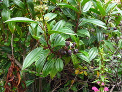 Miconia crocea