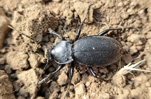 Leather Beetle